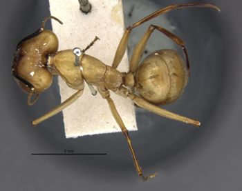 Media type: image;   Entomology 29522 Aspect: habitus dorsal view